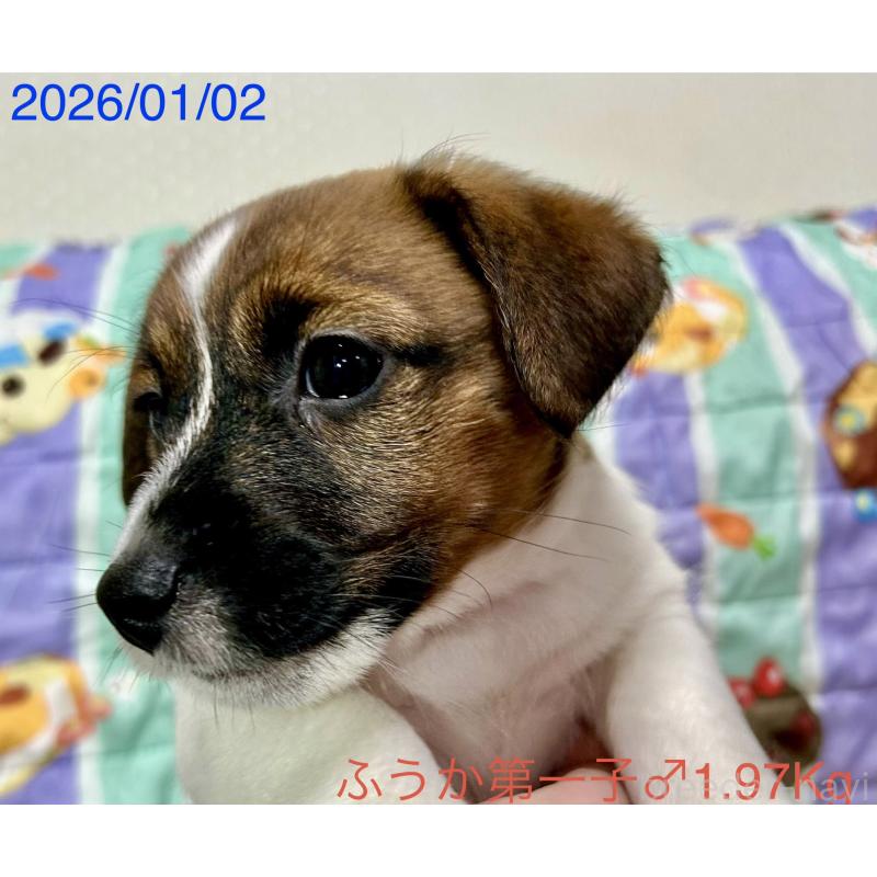 成約済の岡山県のジャックラッセルテリア-433892の6枚目