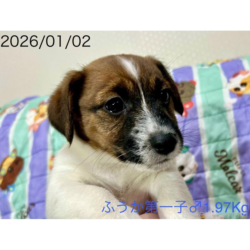 成約済の岡山県のジャックラッセルテリア-433892の5枚目