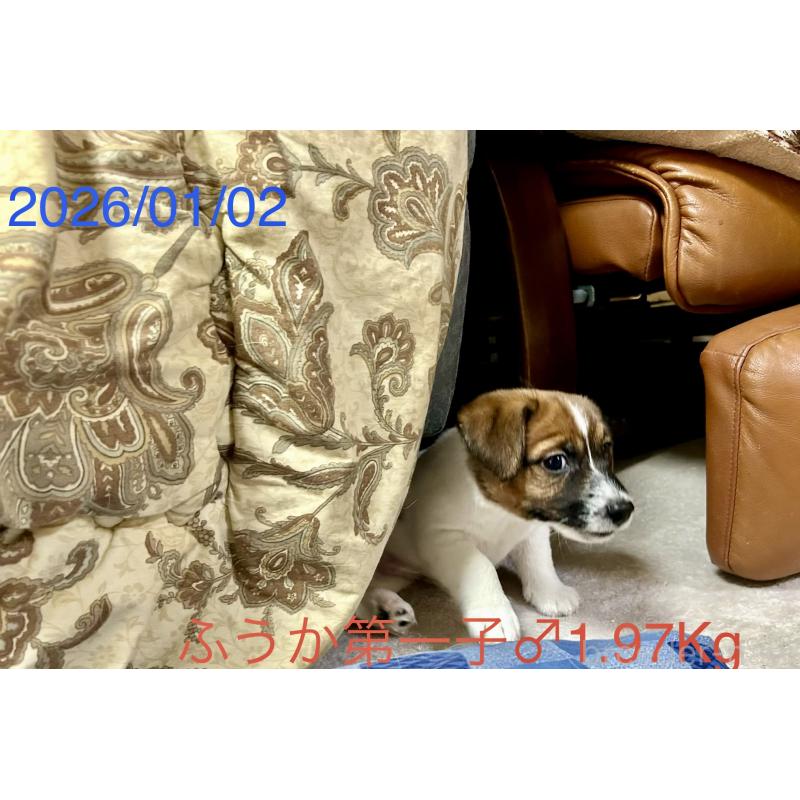 成約済の岡山県のジャックラッセルテリア-433892の4枚目