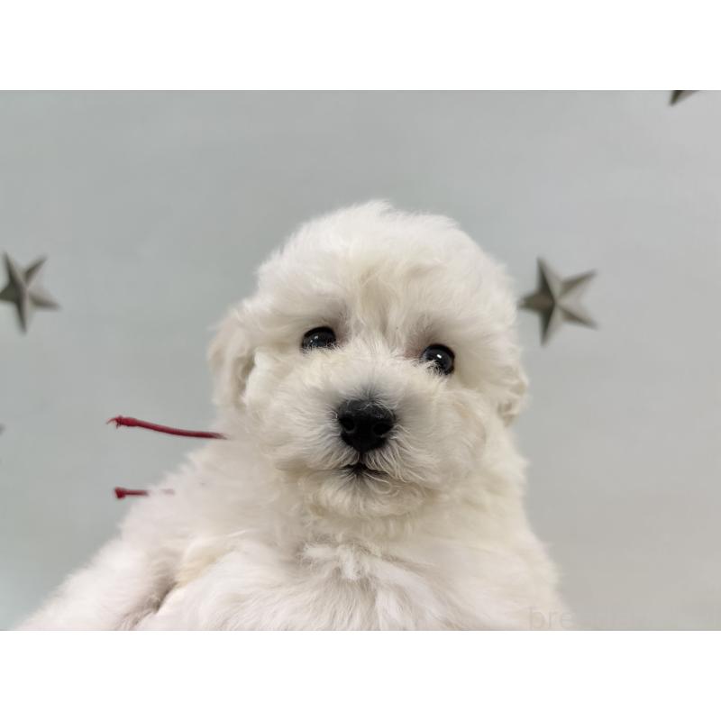 販売中の千葉県のトイプードル-432514の10枚目