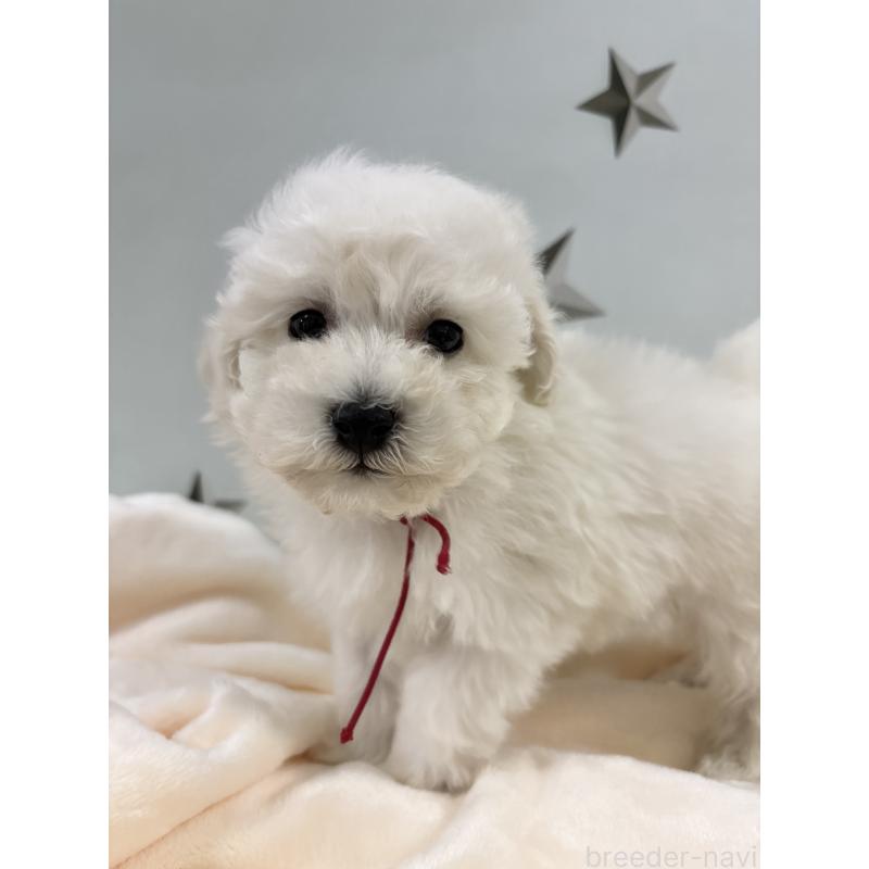 販売中の千葉県のトイプードル-432514の9枚目