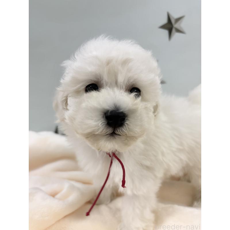 販売中の千葉県のトイプードル-432514の8枚目