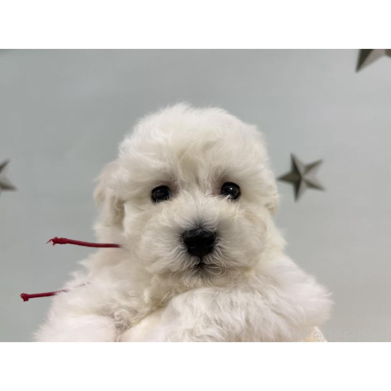 販売中の千葉県のトイプードル-432514の6枚目