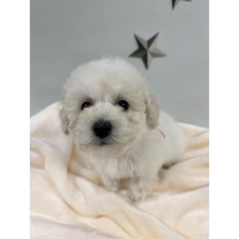 成約済の千葉県のトイプードル-432513の9枚目