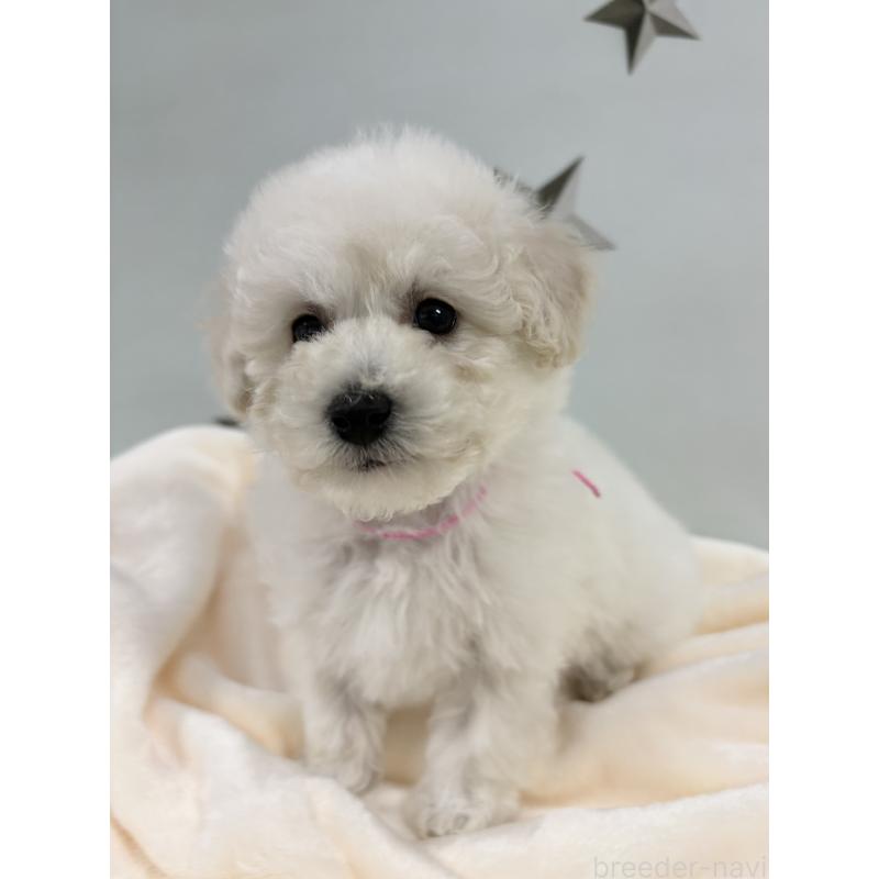 成約済の千葉県のトイプードル-432513の8枚目