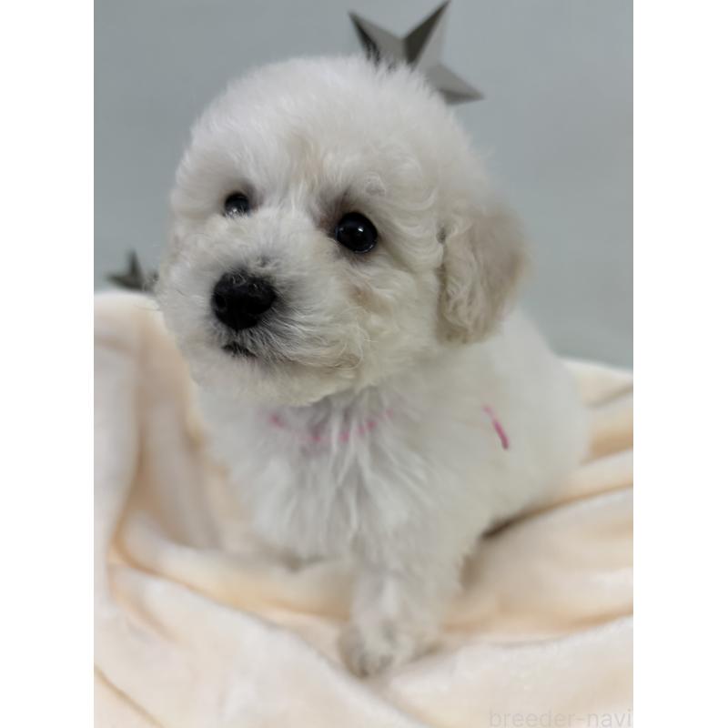 成約済の千葉県のトイプードル-432513の7枚目