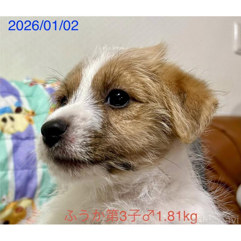 成約済の岡山県のジャックラッセルテリア-433903の4枚目