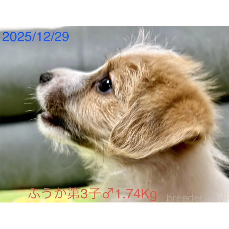 成約済の岡山県のジャックラッセルテリア-433903の3枚目