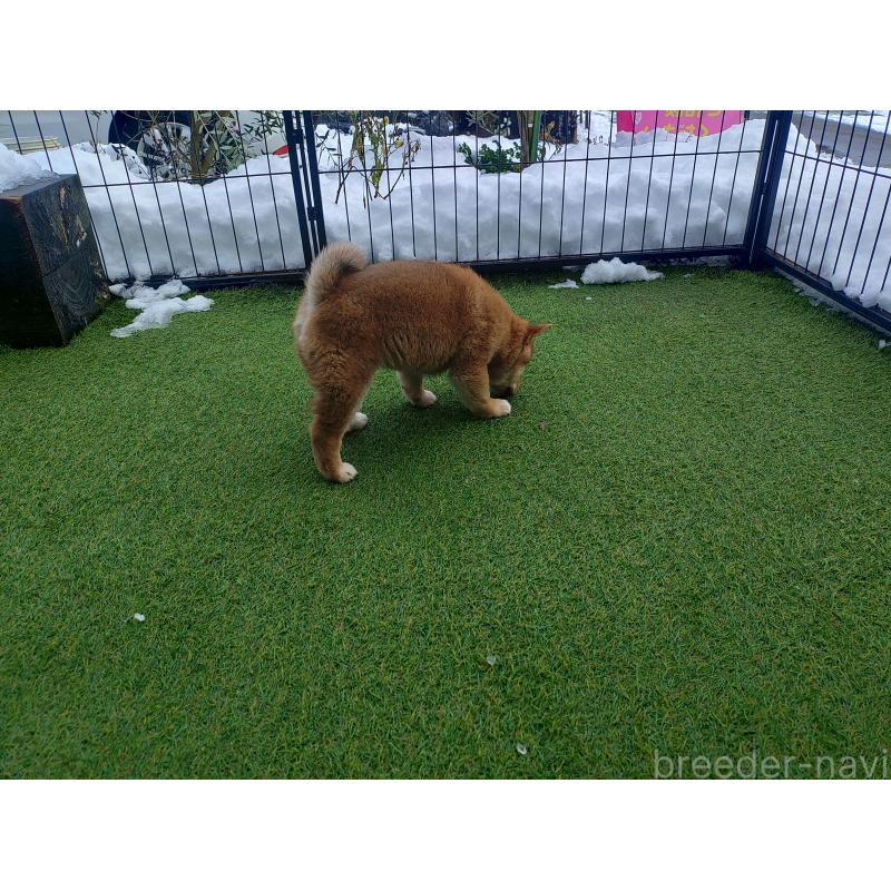 販売中の富山県の豆柴-436827の3枚目