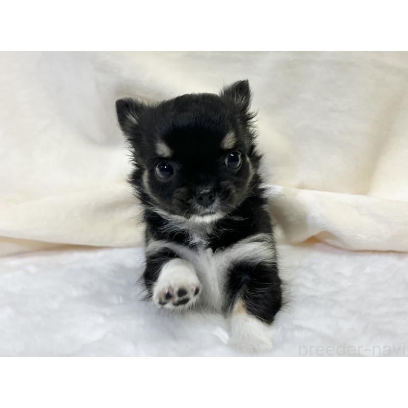 成約済の千葉県のチワワ(ロングコート)-430928の13枚目