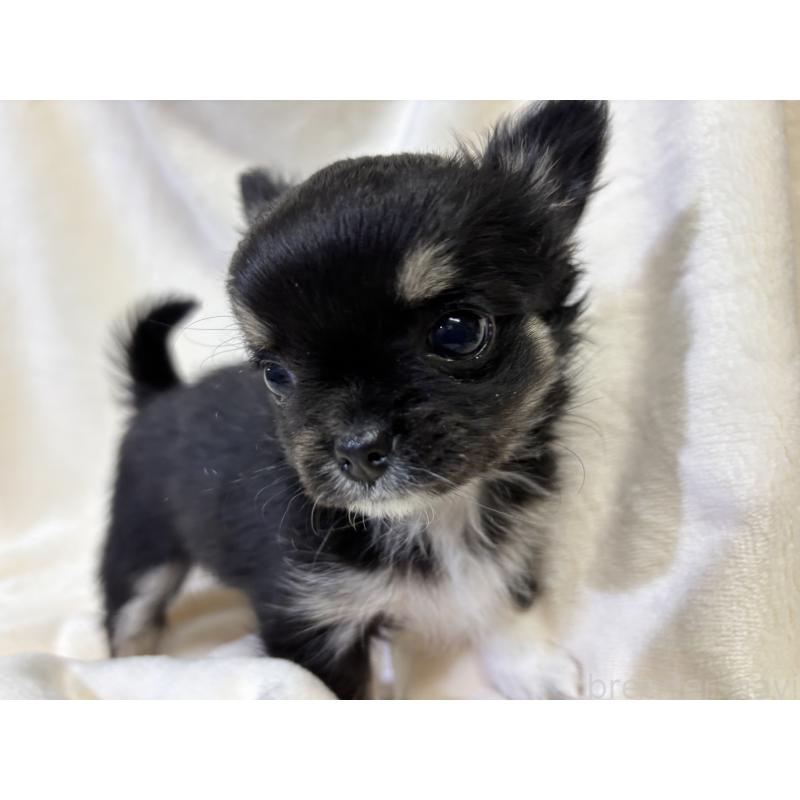 成約済の千葉県のチワワ(ロングコート)-430928の12枚目