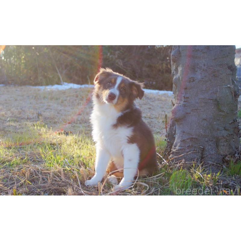 販売中の千葉県のオーストラリアンシェパード-411890の4枚目