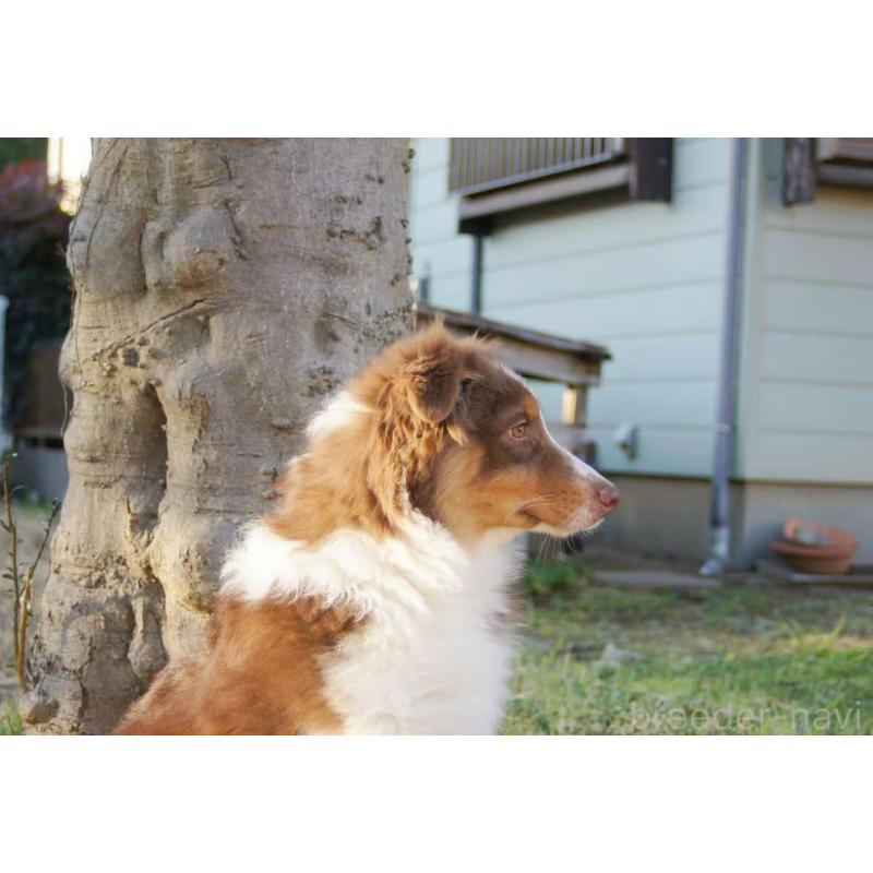 販売中の千葉県のオーストラリアンシェパード-411890の2枚目