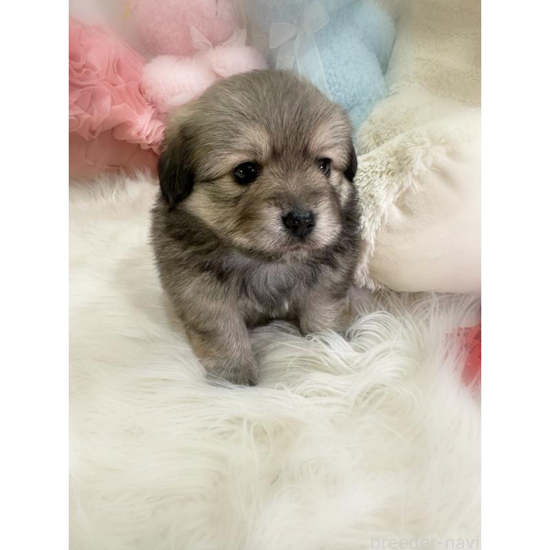 販売中の香川県のミックス犬-436828の5枚目