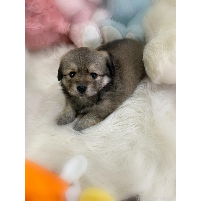 販売中の香川県のミックス犬-436828の3枚目