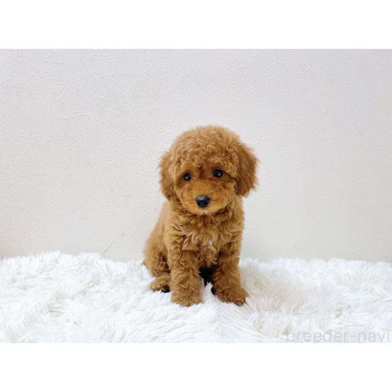 販売中の滋賀県のタイニープードル-436829の9枚目