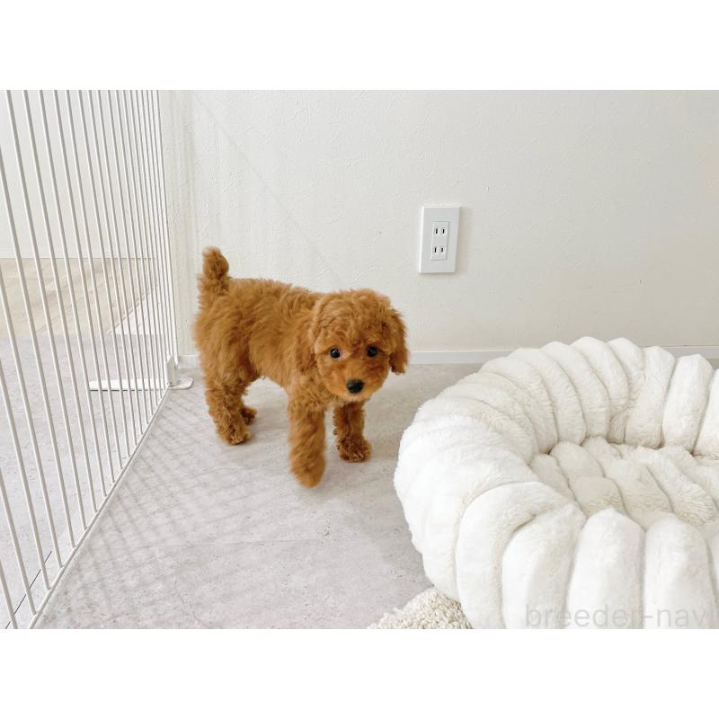 販売中の滋賀県のタイニープードル-436829の6枚目