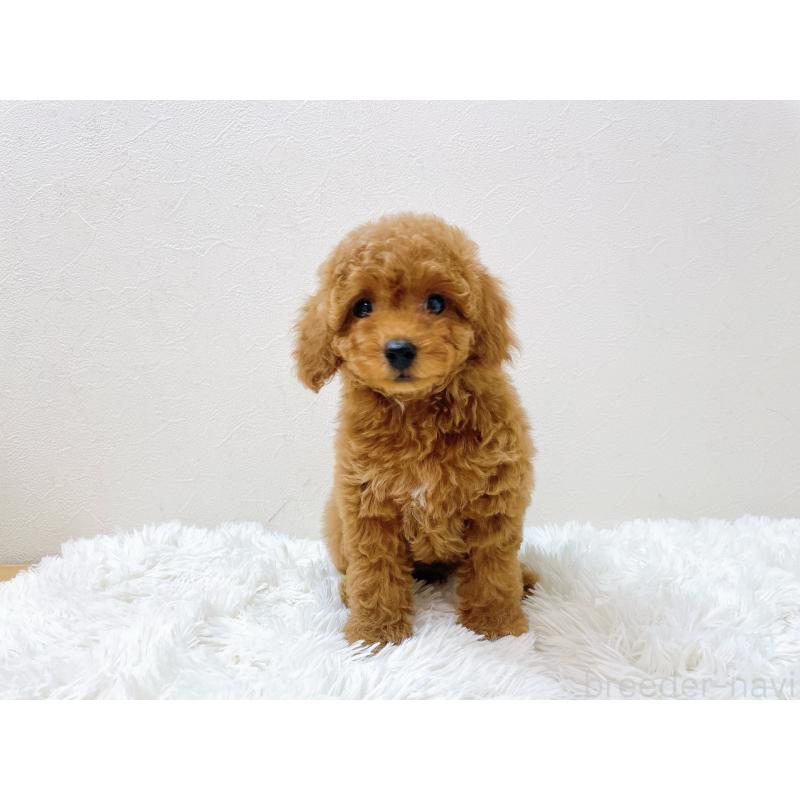 販売中の滋賀県のタイニープードル-436829の3枚目