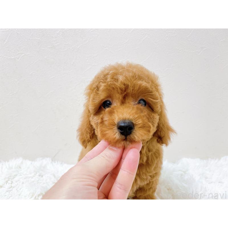 販売中の滋賀県のタイニープードル-436829の2枚目