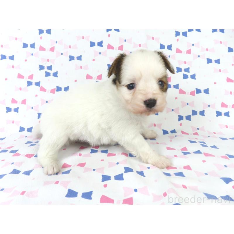 販売中の千葉県のパピヨン-434648の13枚目