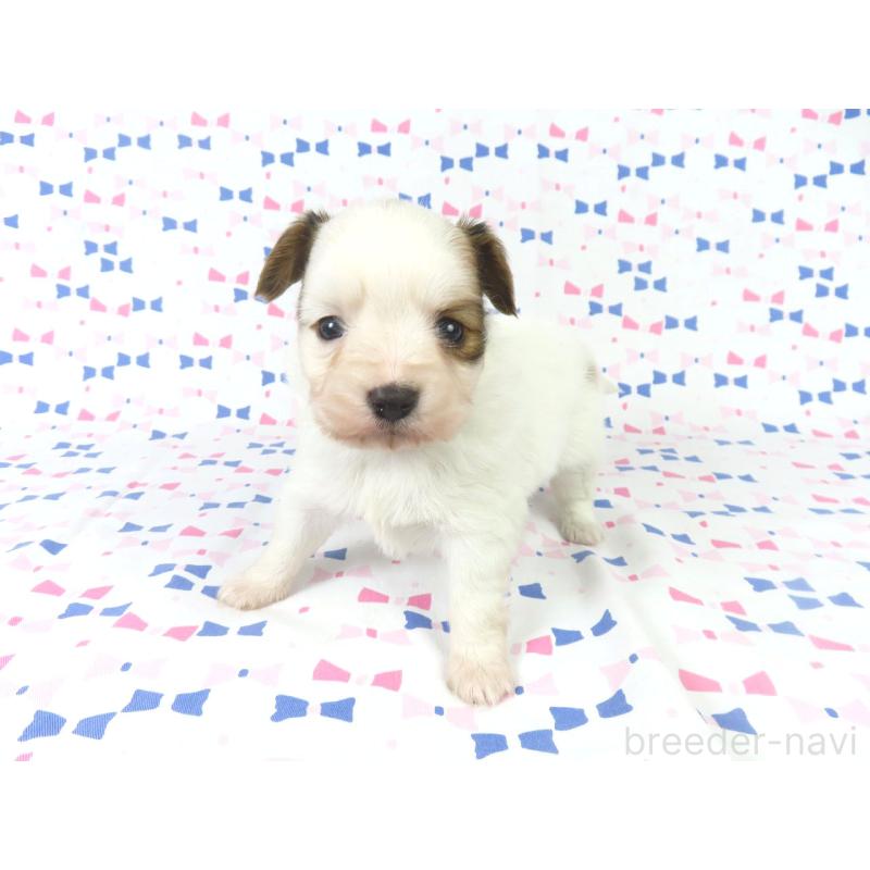 販売中の千葉県のパピヨン-434648の12枚目