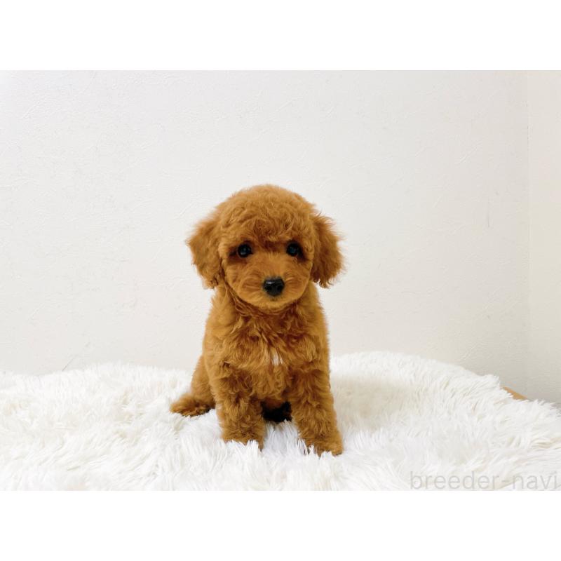 販売中の滋賀県のタイニープードル-436830の12枚目