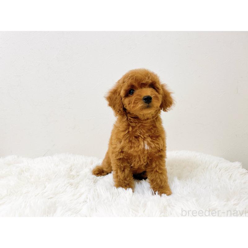 販売中の滋賀県のタイニープードル-436830の10枚目