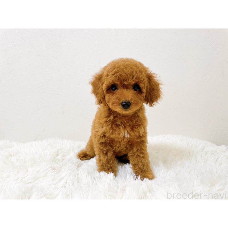 販売中の滋賀県のタイニープードル-436830の9枚目