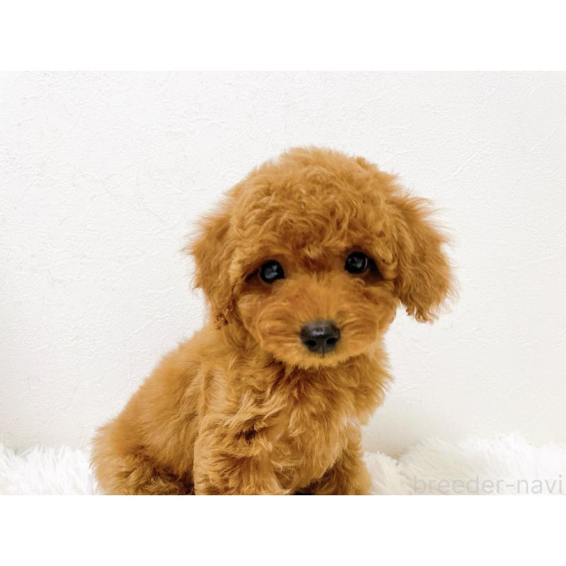 販売中の滋賀県のタイニープードル-436830の8枚目