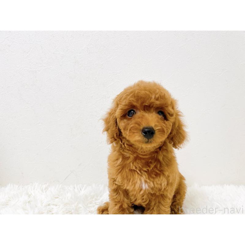 販売中の滋賀県のタイニープードル-436830の4枚目