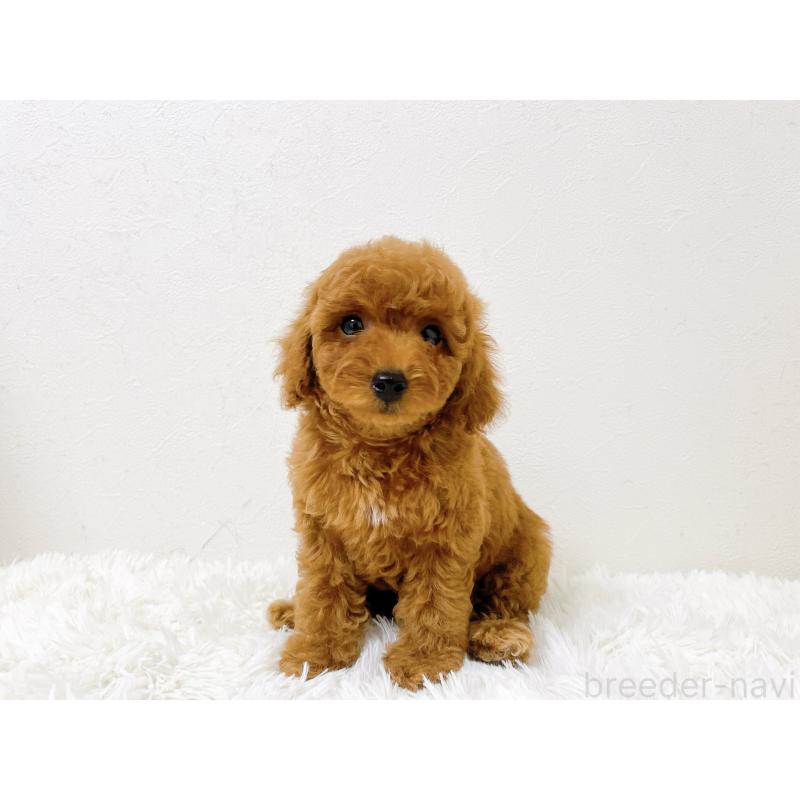 販売中の滋賀県のタイニープードル-436830の2枚目