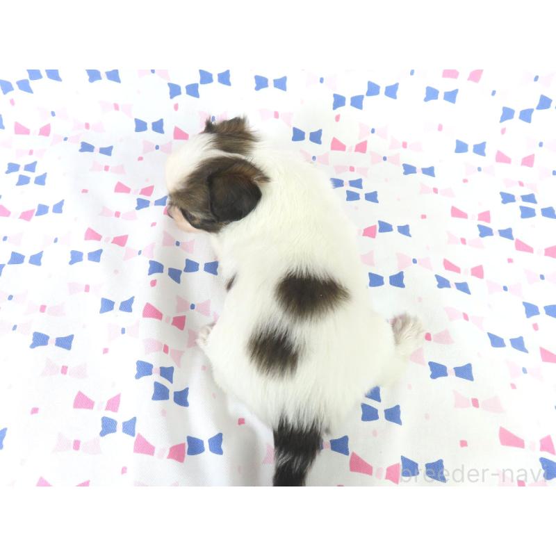 成約済の千葉県のパピヨン-434649の5枚目