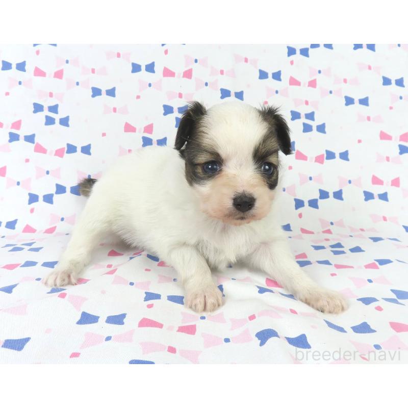 成約済の千葉県のパピヨン-434649の4枚目