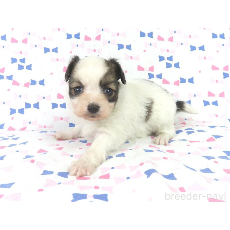 成約済の千葉県のパピヨン-434649の3枚目