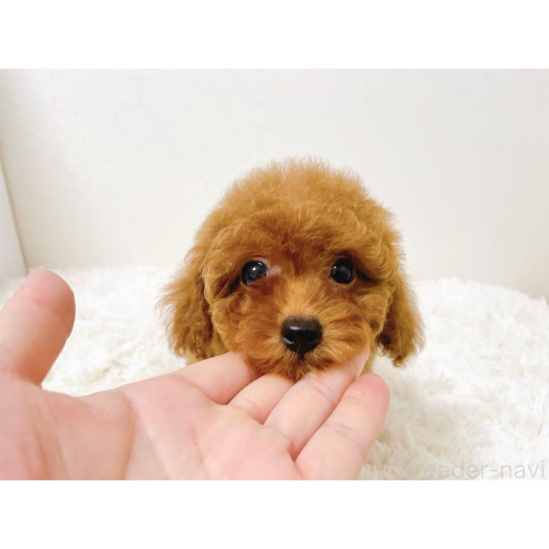 販売中の滋賀県のタイニープードル-436831の10枚目