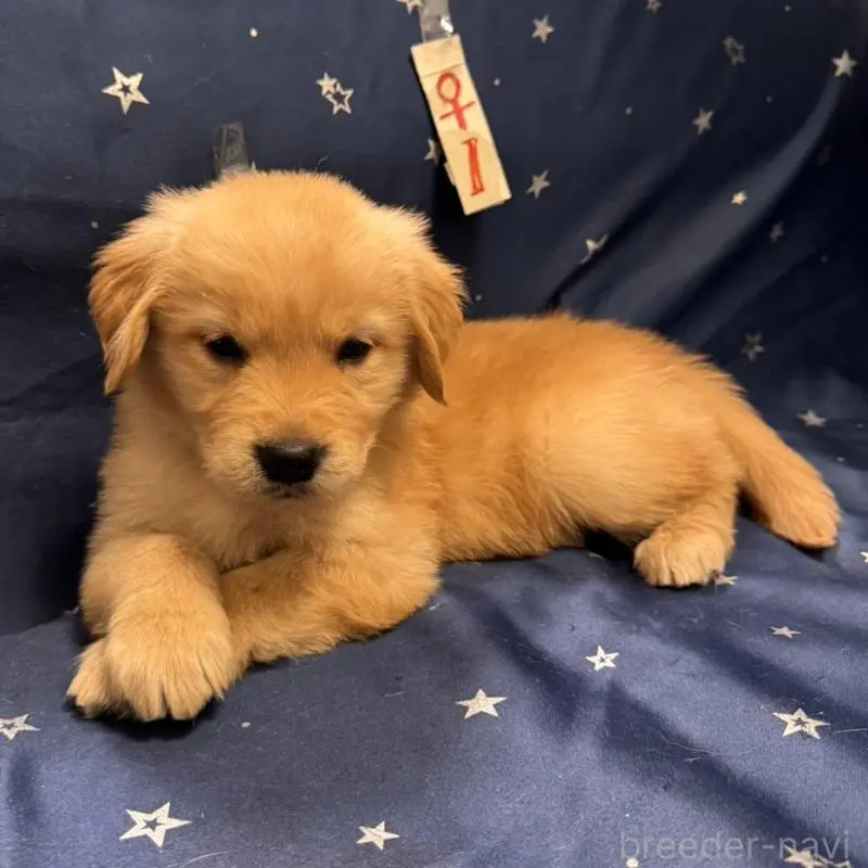 販売中の福岡県のゴールデンレトリーバー-436832