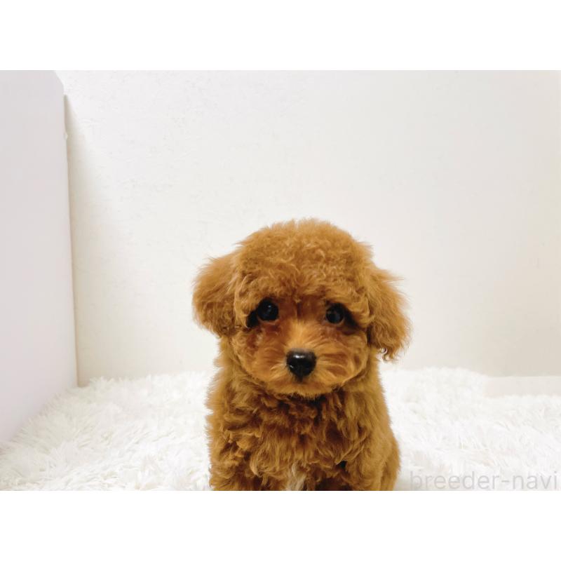 販売中の滋賀県のタイニープードル-436831の8枚目