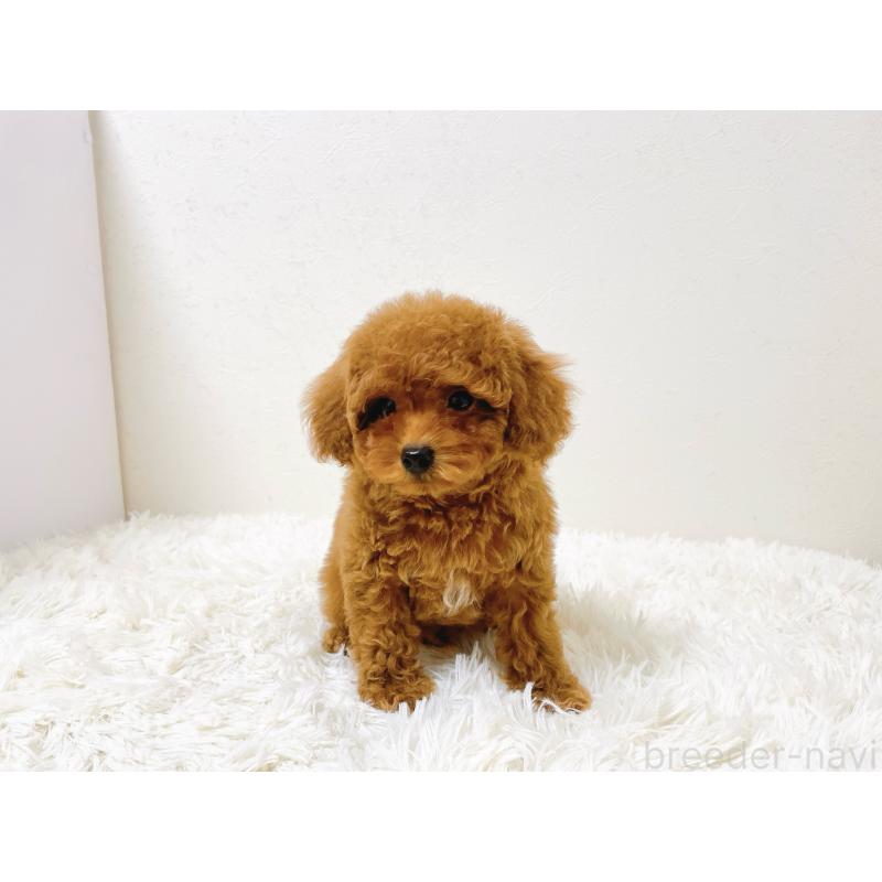 販売中の滋賀県のタイニープードル-436831の7枚目