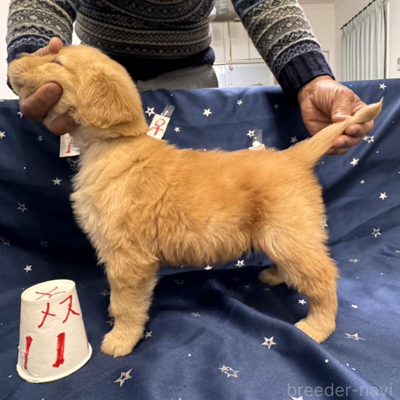 販売中の福岡県のゴールデンレトリーバー-436832の5枚目