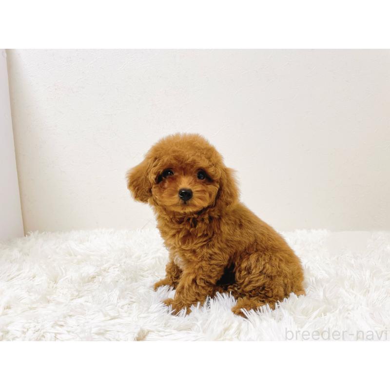 販売中の滋賀県のタイニープードル-436831の5枚目