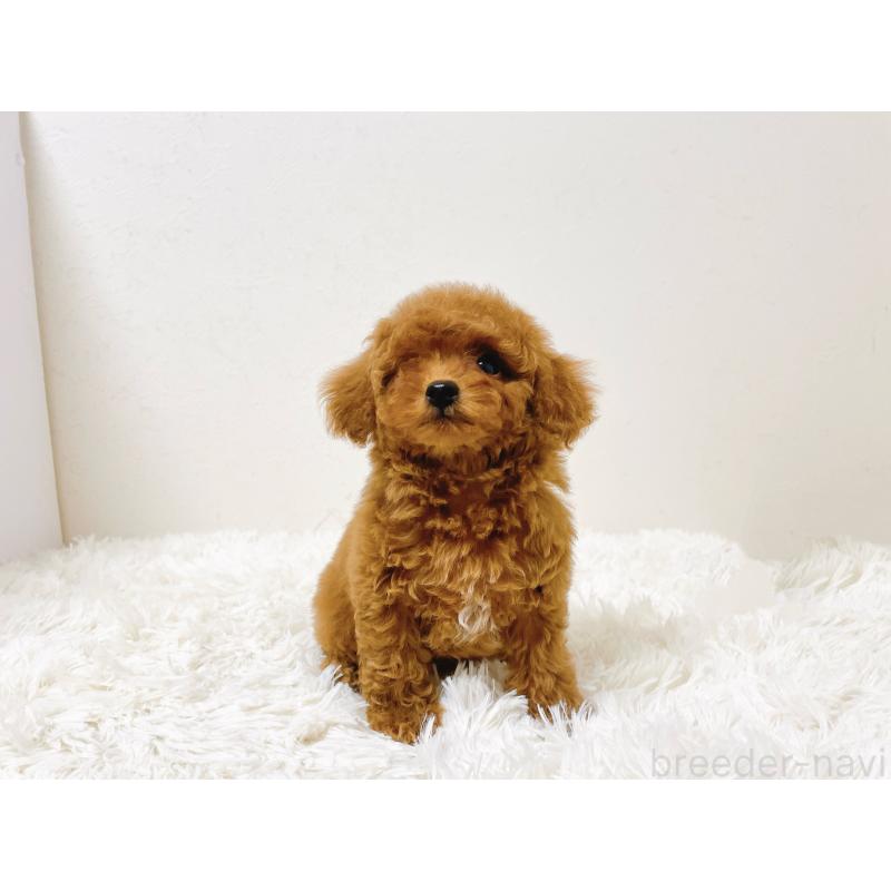 販売中の滋賀県のタイニープードル-436831の4枚目