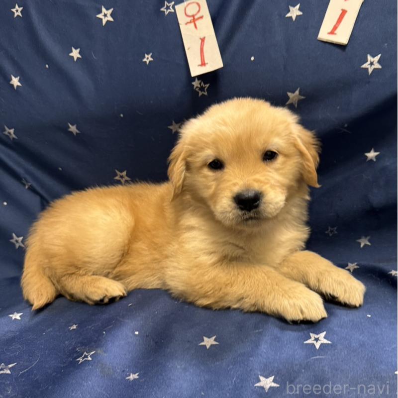 販売中の福岡県のゴールデンレトリーバー-436832の3枚目