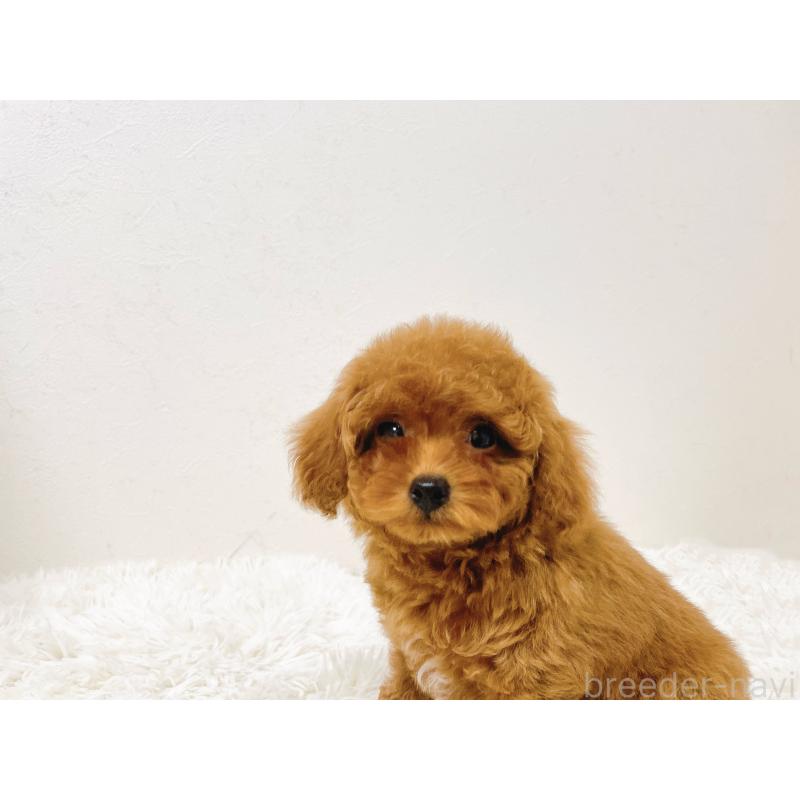 販売中の滋賀県のタイニープードル-436831の3枚目