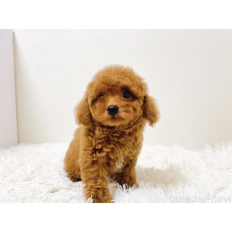 販売中の滋賀県のタイニープードル-436831の2枚目