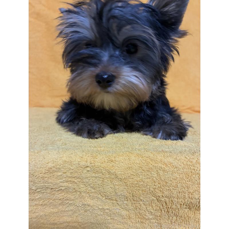 販売中の東京都のヨークシャーテリア-436834の5枚目