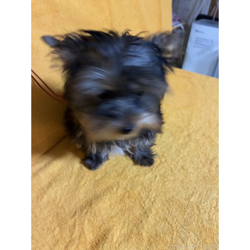 販売中の東京都のヨークシャーテリア-436834の4枚目