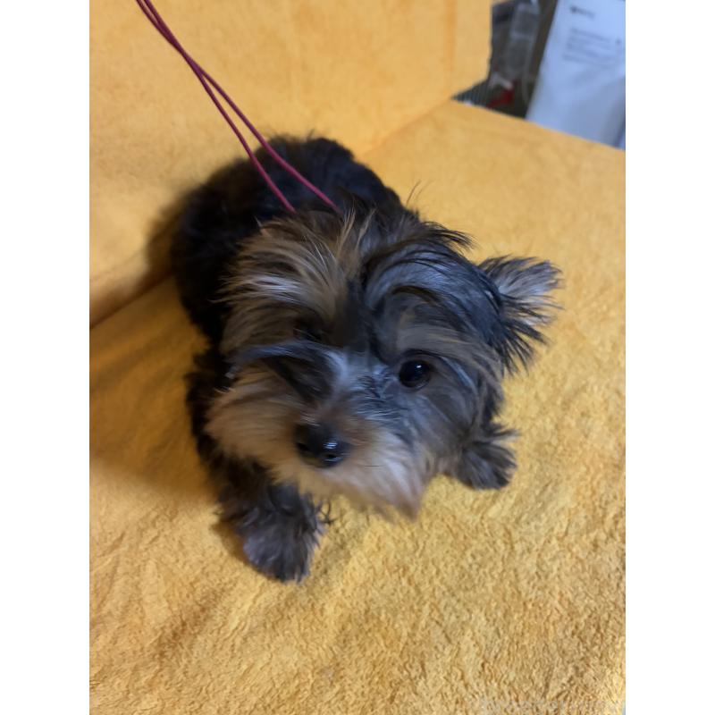 販売中の東京都のヨークシャーテリア-436834の3枚目