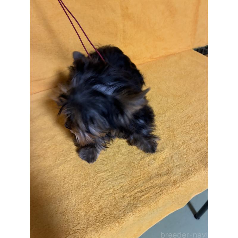 販売中の東京都のヨークシャーテリア-436834の2枚目