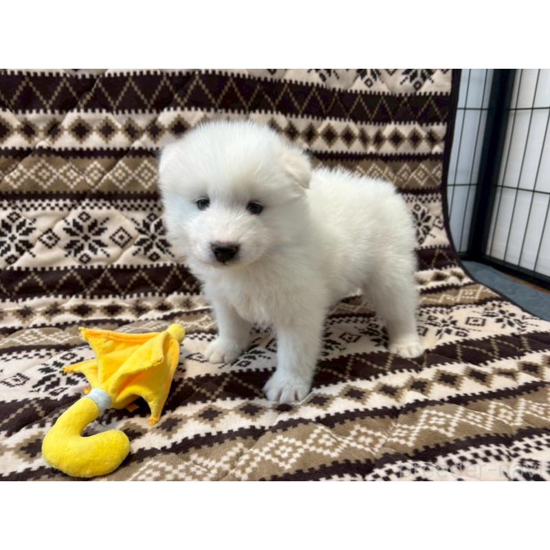 販売中の北海道のサモエド-436833の4枚目