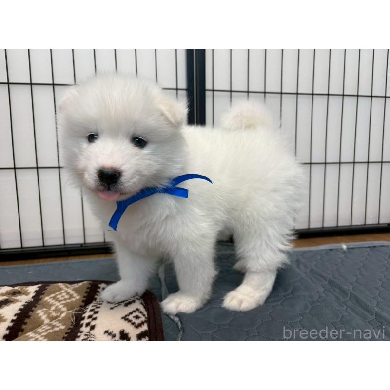 販売中の北海道のサモエド-436833の3枚目